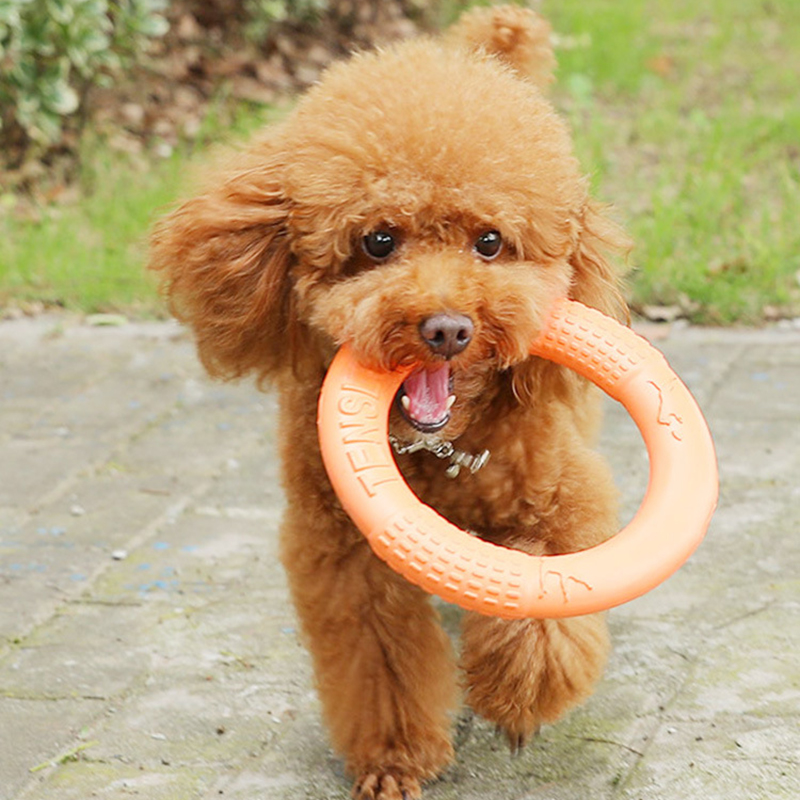 Anneau d'entraînement pour chi - Suction Cup Dog Tug Toy avis et prix