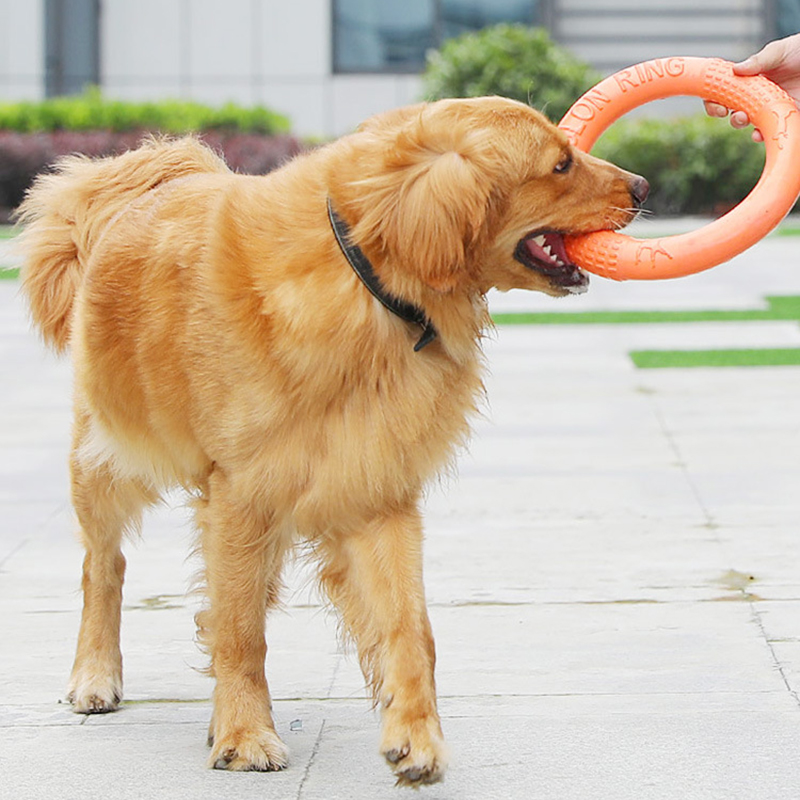 Anneau d'entraînement pour chi - Suction Cup Dog Tug Toy avis et prix