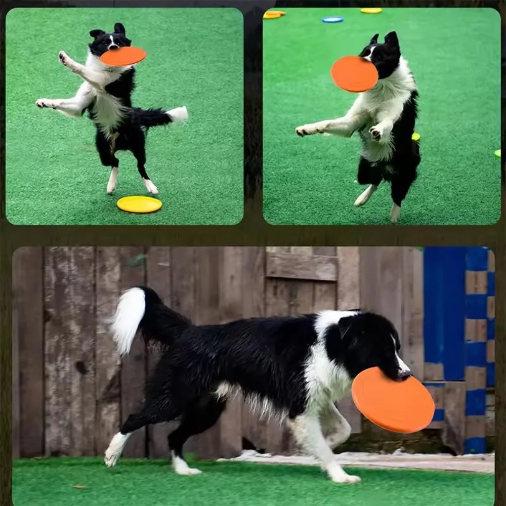 Disque volant pour chien en TP - Flying Disc Dog Training Toy avis et prix