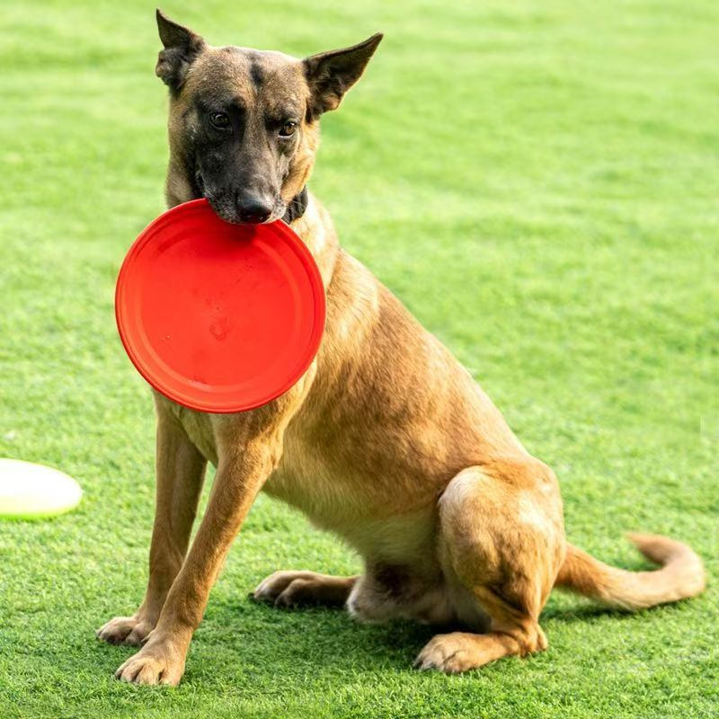 Frisbee pour chien en plastiqu - Flying Disc Dog Training Toy avis et prix