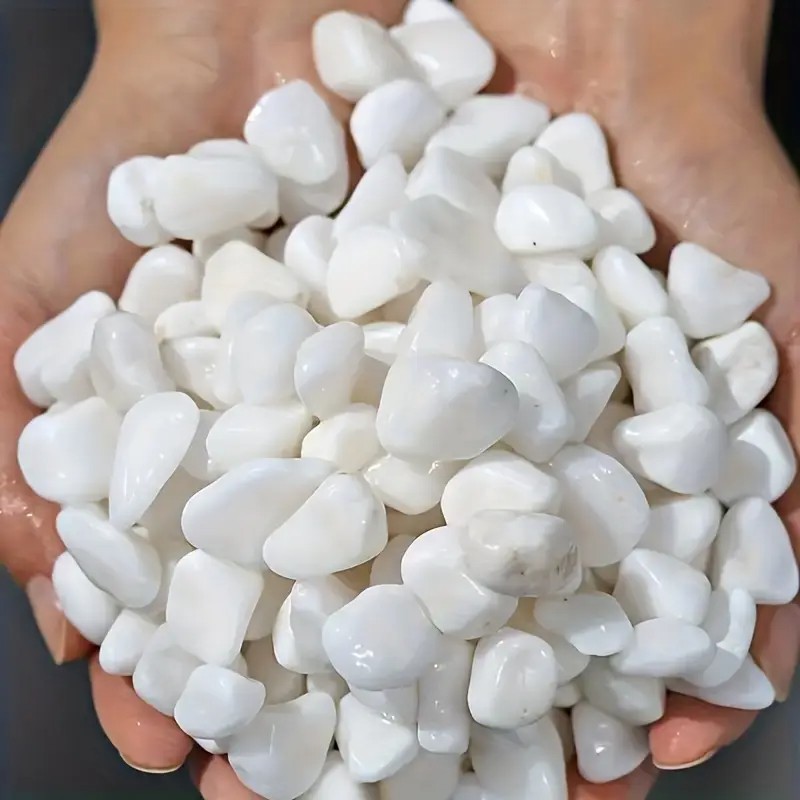 Orchidée succulente en perles  - Pet Beds avis et prix