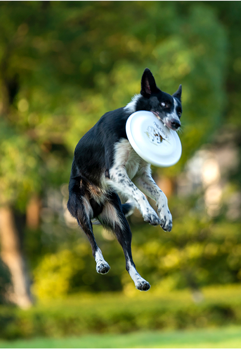 /05/2019 volants vissés en for - Flying Disc Dog Training Toy avis et prix