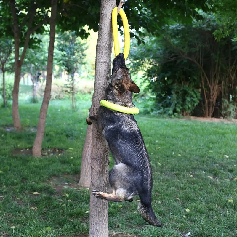 Jouets pour chiens : Disques v - Flying Disc Dog Training Toy avis et prix
