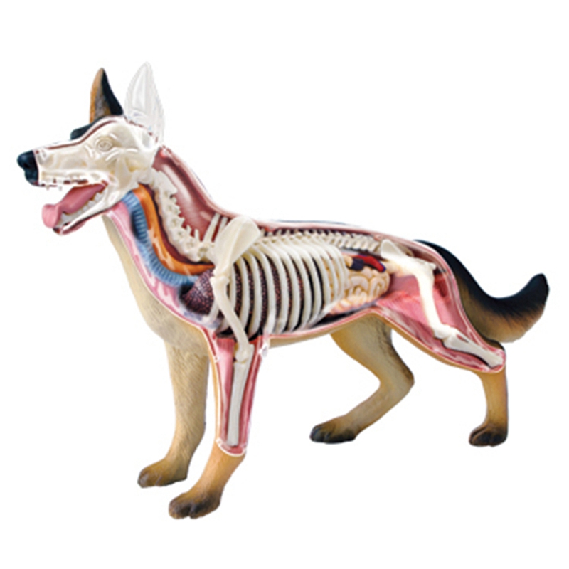 Modèle d'anatomie des organes  - Dog Toys avis et prix
