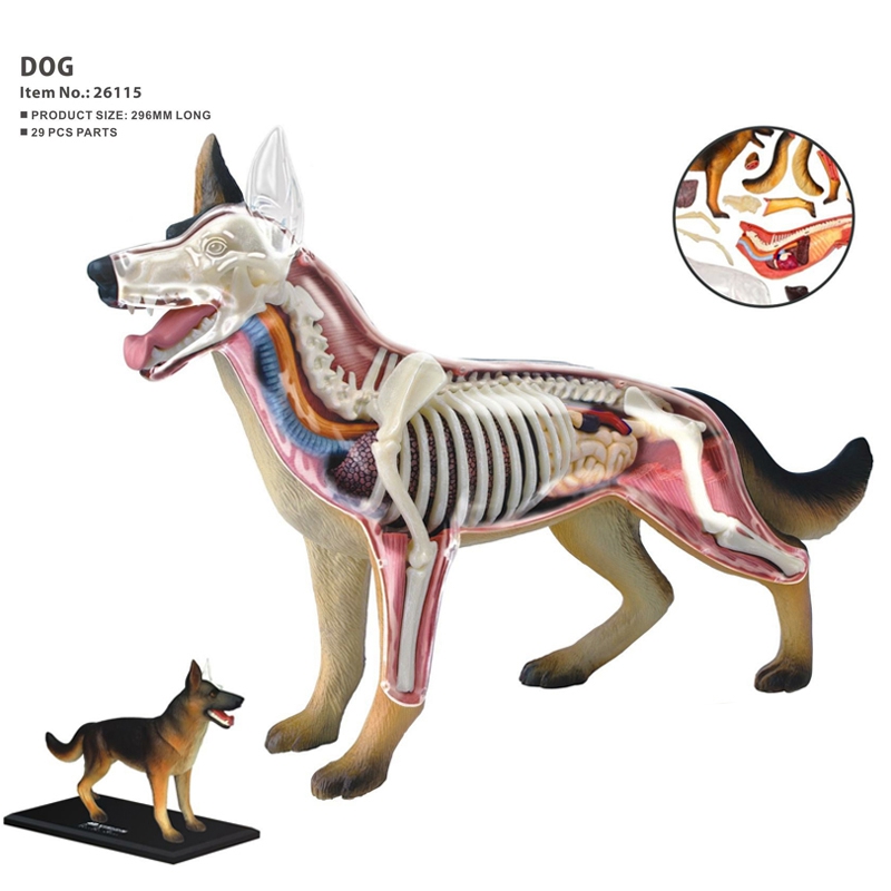 Modèle d'anatomie des organes  - Dog Toys avis et prix