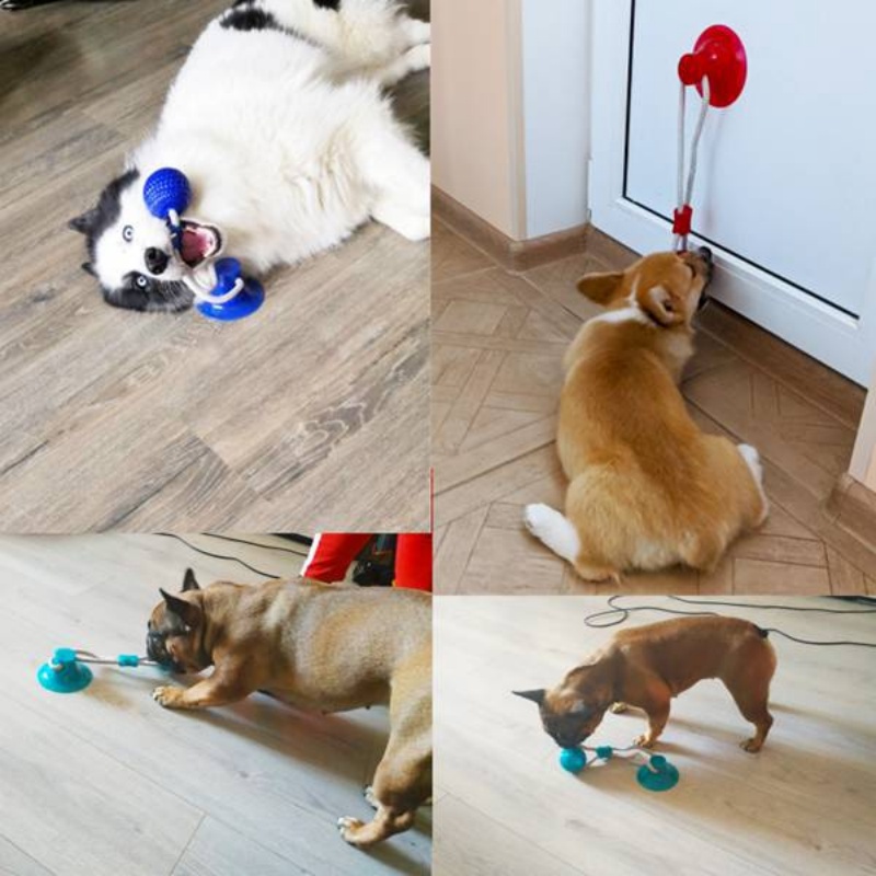 Jouet interactif pour chien à  - Suction Cup Dog Tug Toy avis et prix