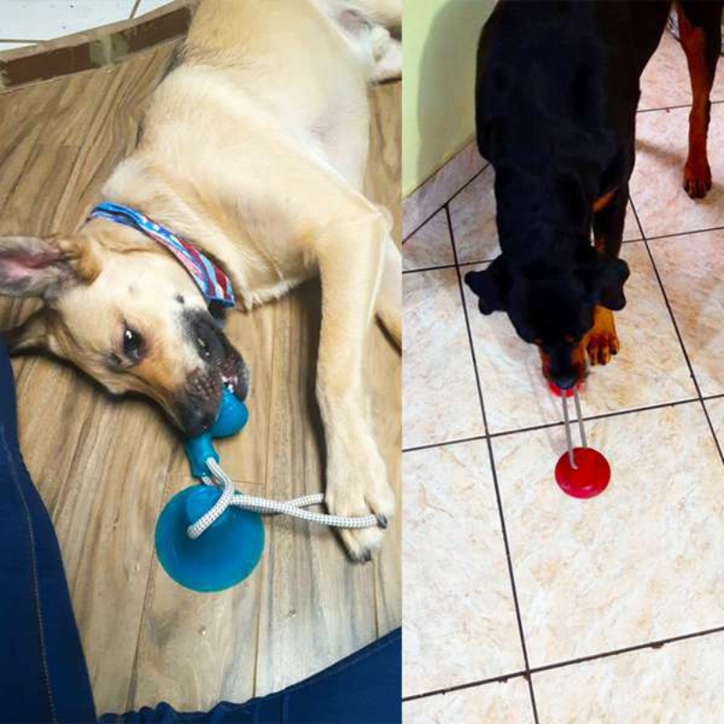 Jouet interactif pour chien à  - Suction Cup Dog Tug Toy avis et prix