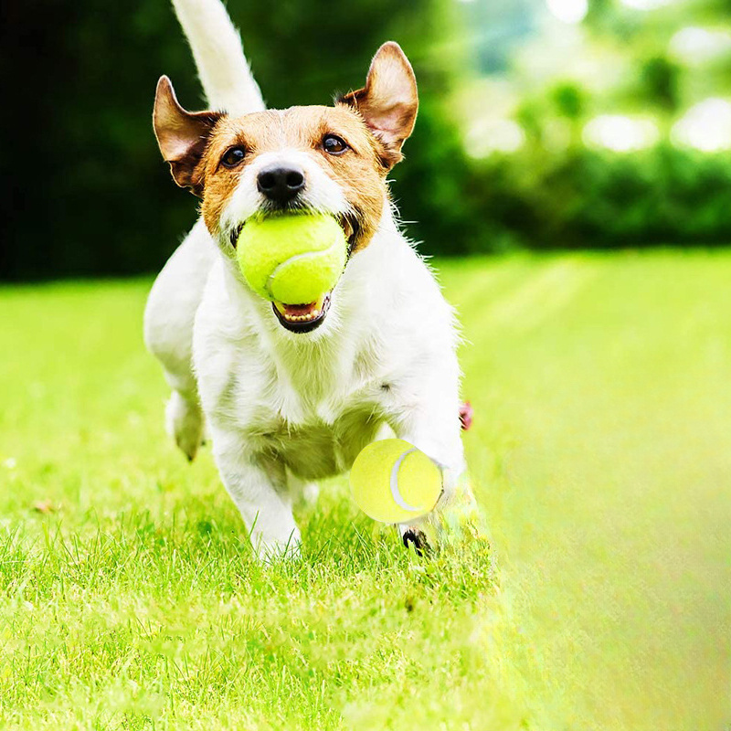 Jouet à mâcher pour chien en c - Interactive Squeaky Plush Dog Toy avis et prix