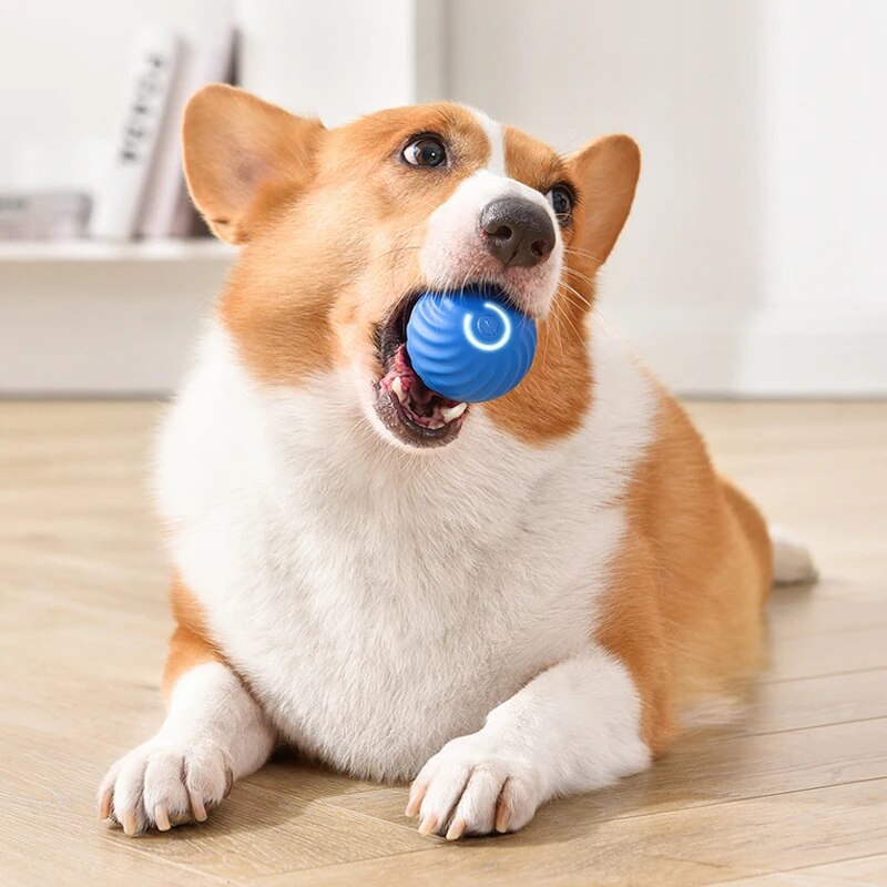 Boule roulante aste pour anima - Suction Cup Dog Tug Toy avis et prix